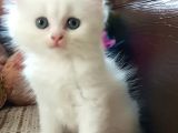  Yavru Kedi Beyaz british scottish long hair