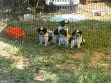 Erkek Dişi Show Kalite Shih Tzu Yavrularımız
