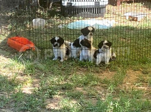 Erkek Dişi Show Kalite Shih Tzu Yavrularımız