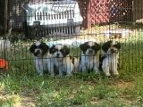 Erkek Dişi Show Kalite Shih Tzu Yavrularımız
