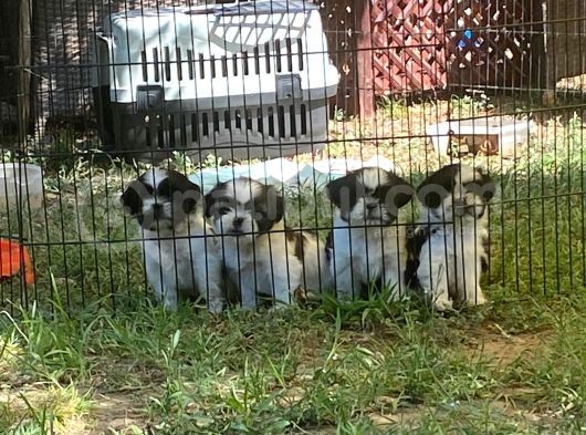 Erkek Dişi Show Kalite Shih Tzu Yavrularımız görsel