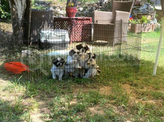 Erkek Dişi Show Kalite Shih Tzu Yavrularımız görsel