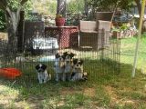 Erkek Dişi Show Kalite Shih Tzu Yavrularımız