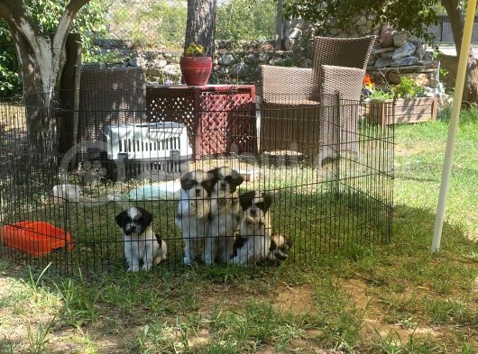 Erkek Dişi Show Kalite Shih Tzu Yavrularımız görsel