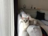 Show Kalite British Shorthair Yavrularımız