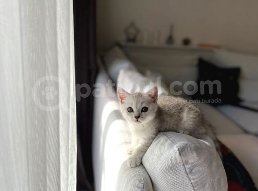 Show Kalite British Shorthair Yavrularımız