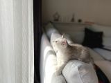 Show Kalite British Shorthair Yavrularımız