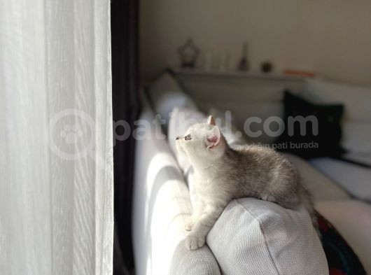 Show Kalite British Shorthair Yavrularımız görsel