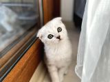 Mükemmel Kalitede Scottish Fold Yavrularımız