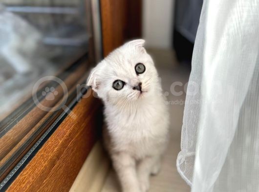 Mükemmel Kalitede Scottish Fold Yavrularımız