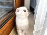 Mükemmel Kalitede Scottish Fold Yavrularımız