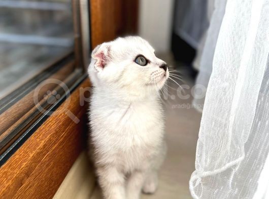 Mükemmel Kalitede Scottish Fold Yavrularımız görsel
