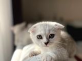 Mükemmel Kalitede Scottish Fold Yavrularımız