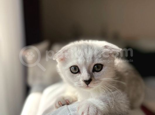 Mükemmel Kalitede Scottish Fold Yavrularımız görsel