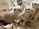Mükemmel Kalitede Scottish Fold Yavrularımız
