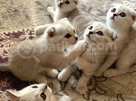Mükemmel Kalitede Scottish Fold Yavrularımız görsel