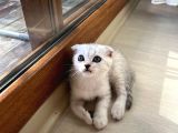 Mükemmel Kalitede Scottish Fold Yavrularımız