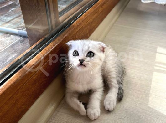 Mükemmel Kalitede Scottish Fold Yavrularımız görsel