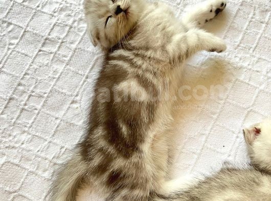 Show Kalite British Shorthair Yavrularımız görsel