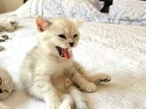 Show Kalite British Shorthair Yavrularımız