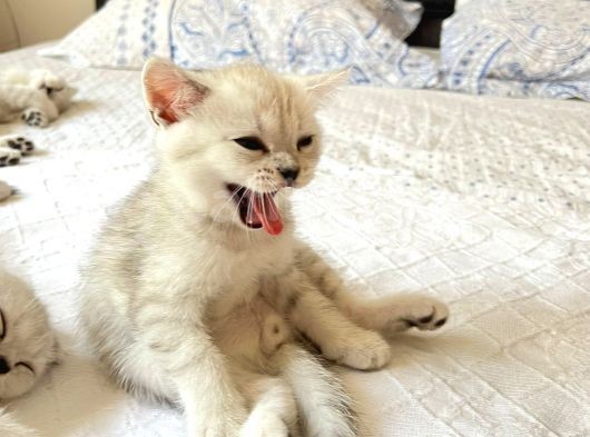 Show Kalite British Shorthair Yavrularımız görsel