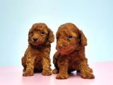 Resmi̇ Üreti̇ci̇den Red Toy Poodle Yavrular