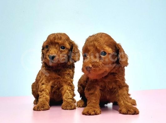 Resmi̇ Üreti̇ci̇den Red Toy Poodle Yavrular görsel