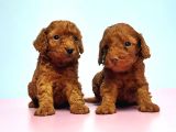 Resmi̇ Üreti̇ci̇den Red Toy Poodle Yavrular