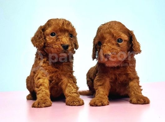 Resmi̇ Üreti̇ci̇den Red Toy Poodle Yavrular