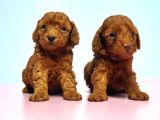 Resmi̇ Üreti̇ci̇den Red Toy Poodle Yavrular