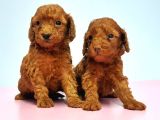 Resmi̇ Üreti̇ci̇den Red Toy Poodle Yavrular