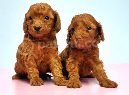 Resmi̇ Üreti̇ci̇den Red Toy Poodle Yavrular görsel