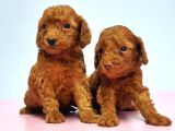 Resmi̇ Üreti̇ci̇den Red Toy Poodle Yavrular