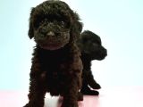 Resmi̇ Üreti̇ci̇den Si̇yah Toy Poodle Yavrular