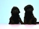 Resmi̇ Üreti̇ci̇den Si̇yah Toy Poodle Yavrular