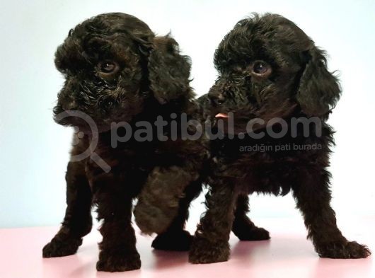 Resmi̇ Üreti̇ci̇den Si̇yah Toy Poodle Yavrular görsel