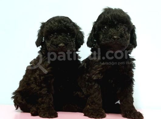 Resmi̇ Üreti̇ci̇den Si̇yah Toy Poodle Yavrular görsel
