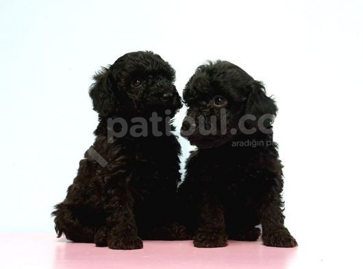 Resmi̇ Üreti̇ci̇den Si̇yah Toy Poodle Yavrular görsel