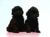 Resmi̇ Üreti̇ci̇den Si̇yah Toy Poodle Yavrular