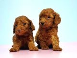 Resmi̇ Üreti̇ci̇den Red Toy Poodle Yavrular