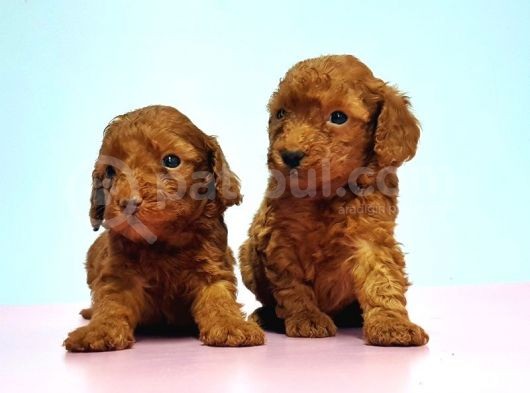 Resmi̇ Üreti̇ci̇den Red Toy Poodle Yavrular görsel