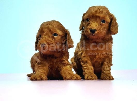 Resmi̇ Üreti̇ci̇den Red Toy Poodle Yavrular görsel