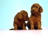 Resmi̇ Üreti̇ci̇den Red Toy Poodle Yavrular