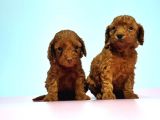 Resmi̇ Üreti̇ci̇den Red Toy Poodle Yavrular
