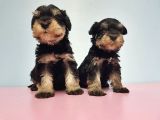 Resmi̇ Üreti̇ci̇den Mi̇nyatür Schnauzer Yavrular