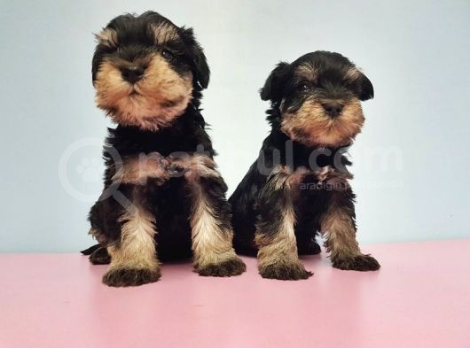 Resmi̇ Üreti̇ci̇den Mi̇nyatür Schnauzer Yavrular