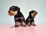 Resmi̇ Üreti̇ci̇den Mi̇nyatür Schnauzer Yavrular