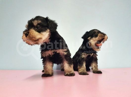 Resmi̇ Üreti̇ci̇den Mi̇nyatür Schnauzer Yavrular görsel