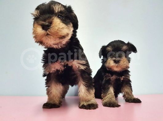 Resmi̇ Üreti̇ci̇den Mi̇nyatür Schnauzer Yavrular görsel