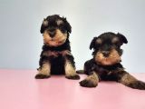 Resmi̇ Üreti̇ci̇den Mi̇nyatür Schnauzer Yavrular